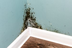 Schwarzer Schimmel an der Wand - Schimmelschaeden im Ferienhaus erkennen und sanieren